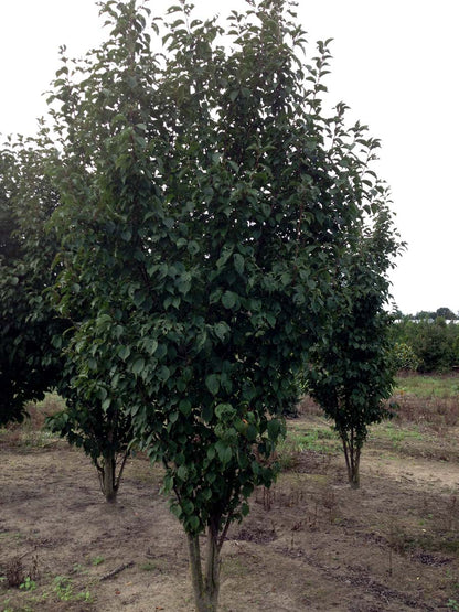 Prunus 'Spire' meerstammig / struik meerstammig