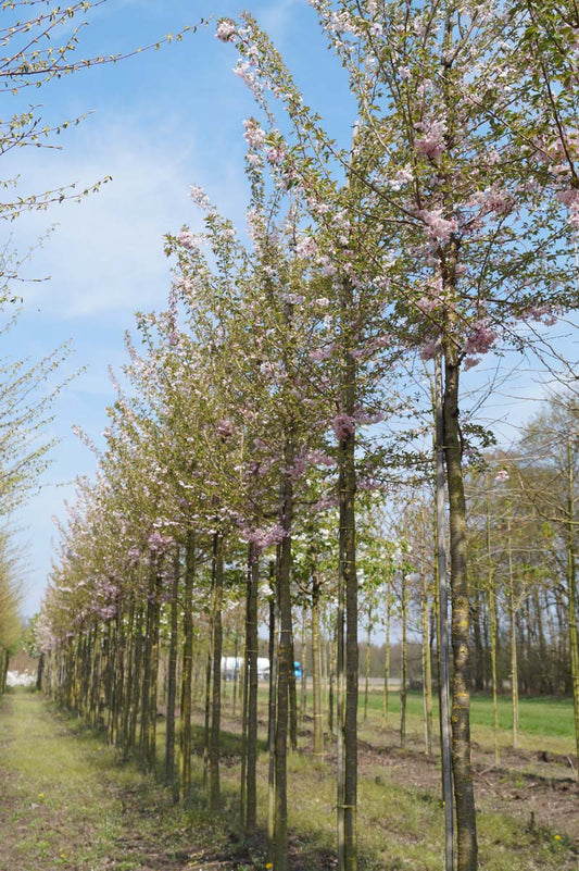 Prunus subhirtella 'Autumnalis Rosea' op stam op stam