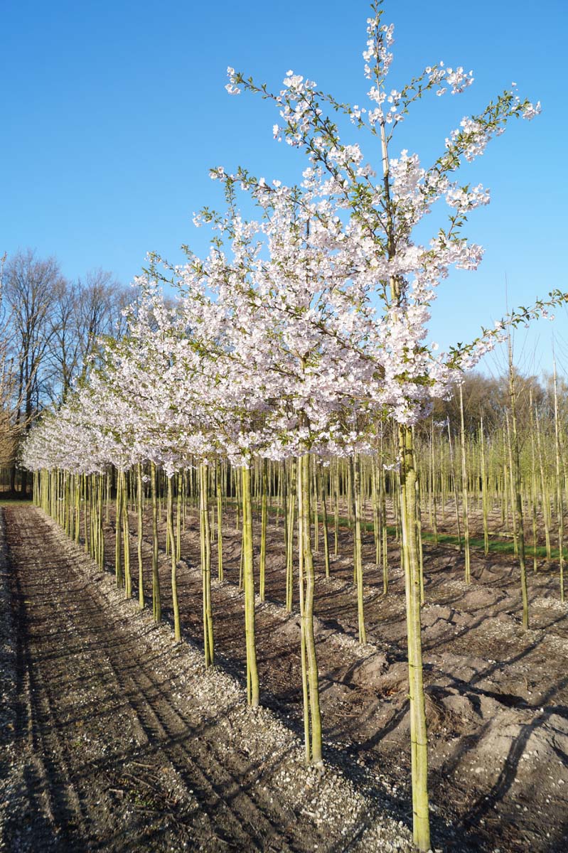 Prunus yedoensis op stam op stam