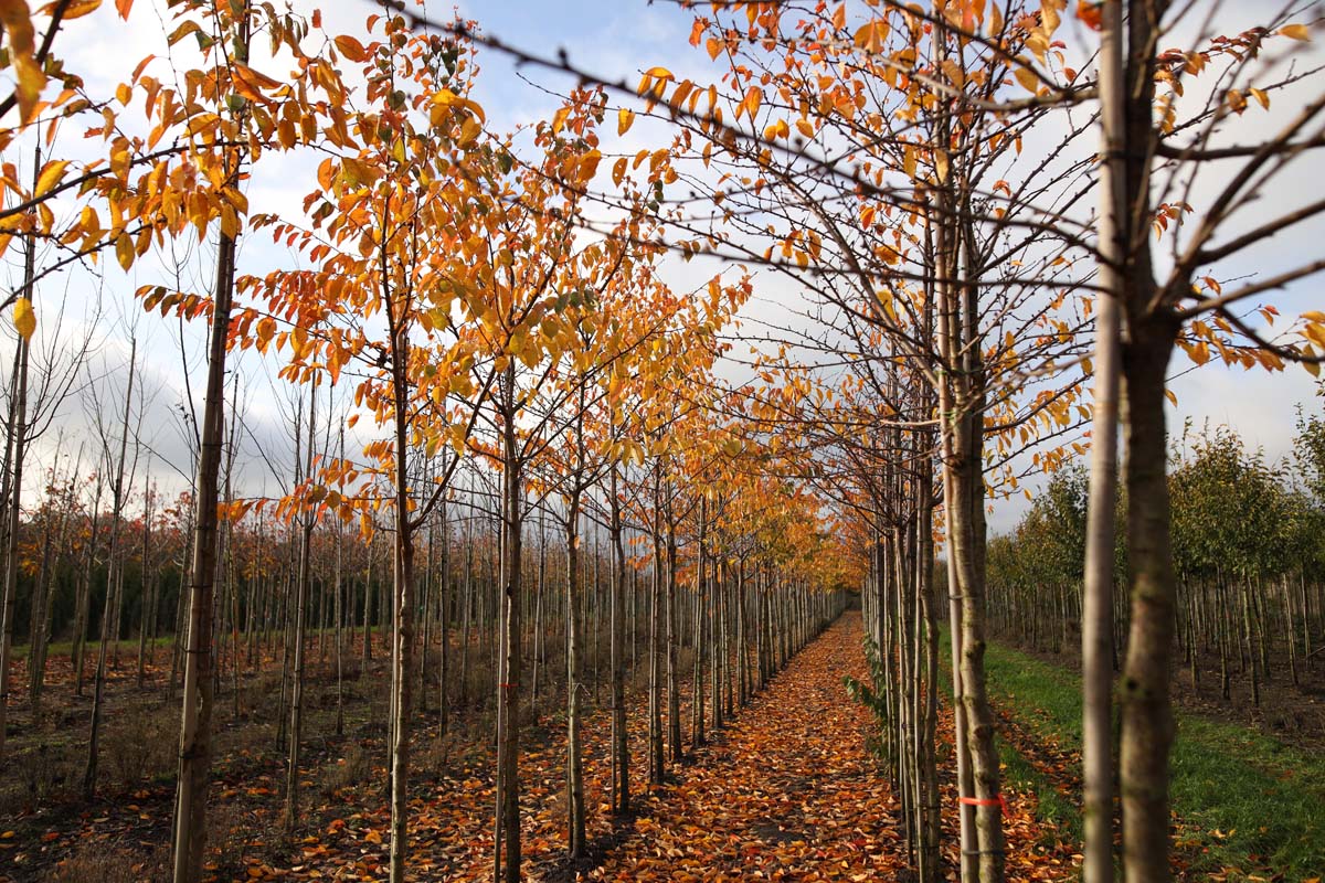 Prunus yedoensis op stam op stam