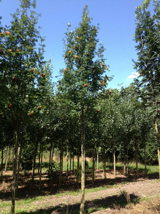 Sorbus aucuparia op stam op stam