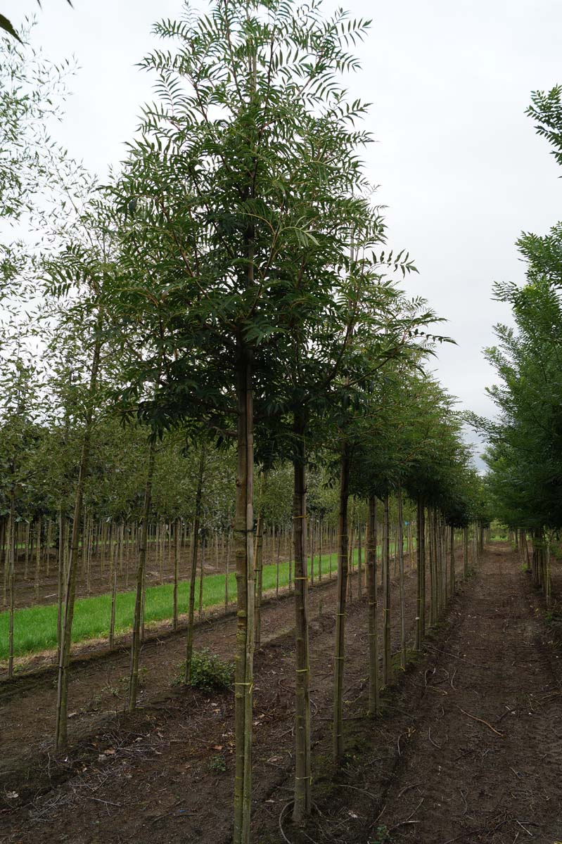 Sorbus randaiensis op stam op stam