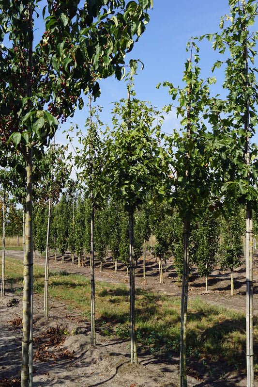 Sorbus torminalis op stam op stam