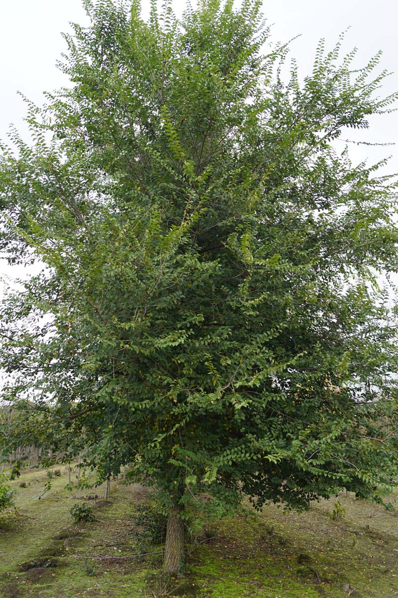 Ulmus minor solitair solitair