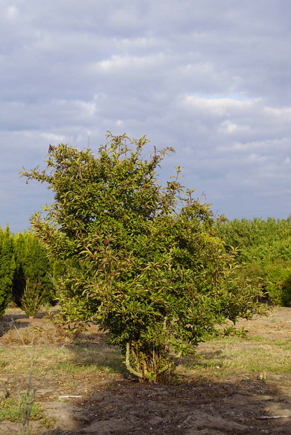 Viburnum farreri meerstammig / struik struik