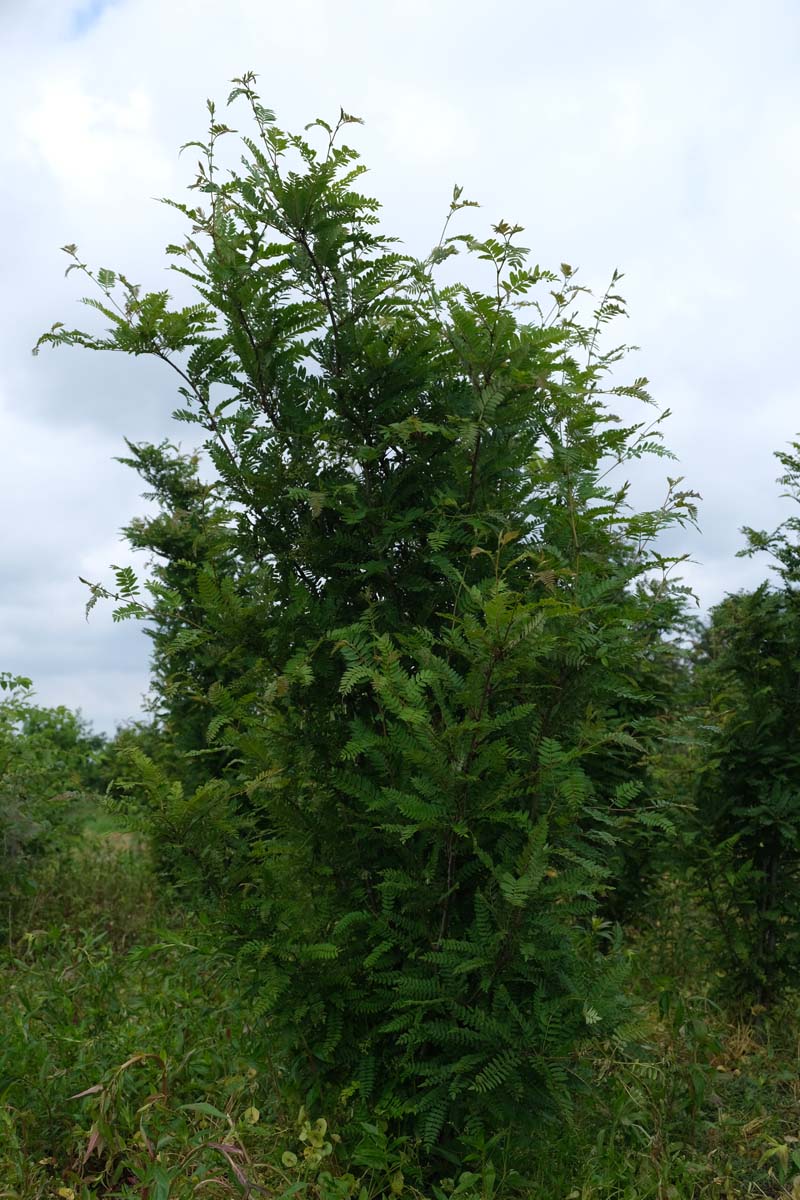 Sorbus frutescens albocarmesinae meerstammig / struik meerstammig