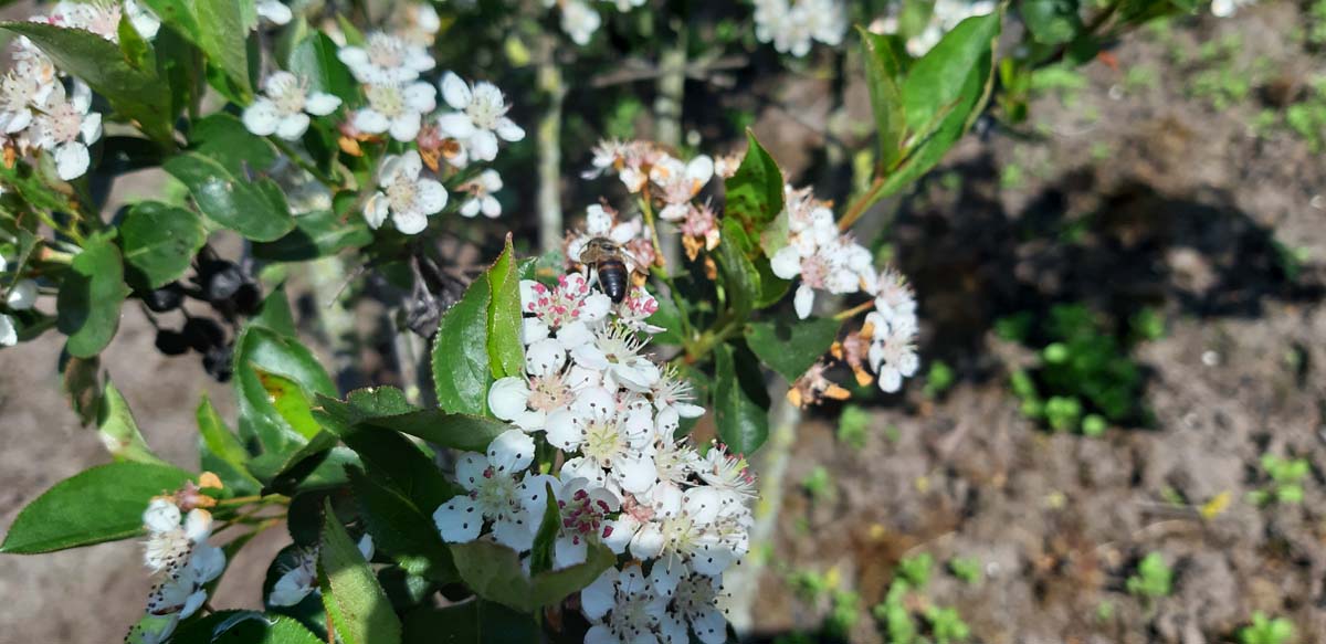 Aronia melanocarpa 'Autumn Magic' meerstammig / struik bloem