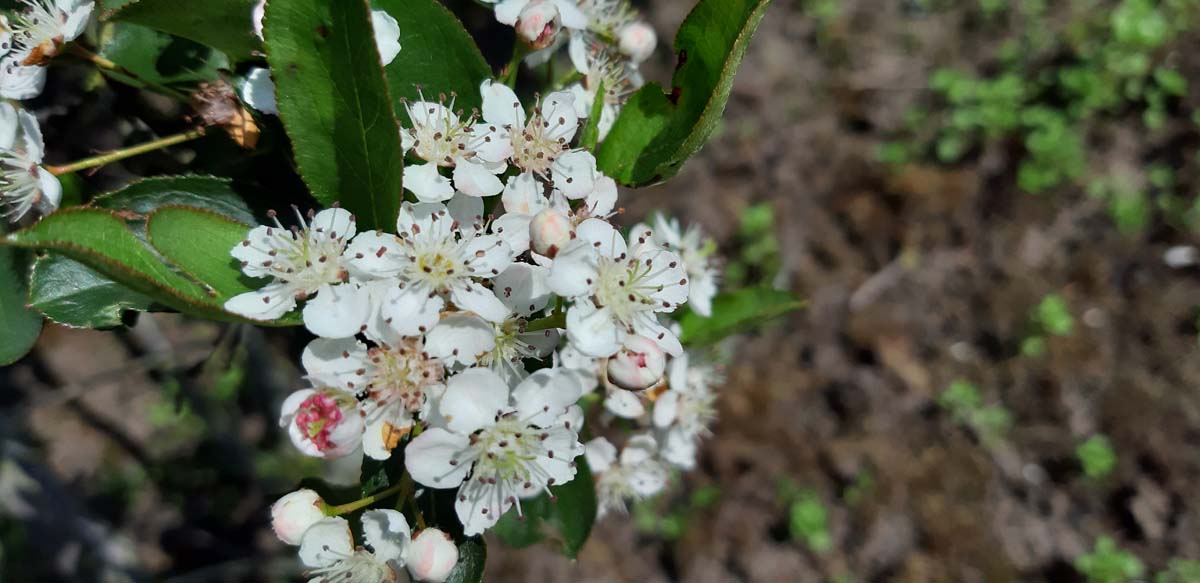 Aronia melanocarpa 'Autumn Magic' meerstammig / struik biodiversiteit