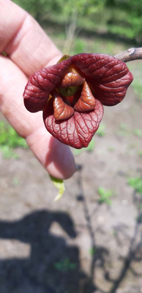 Asimina triloba Tuinplanten bloem