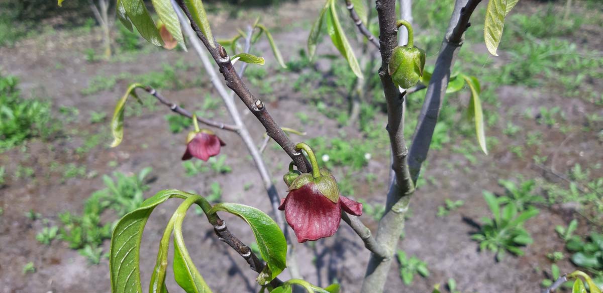 Asimina triloba op stam bloem