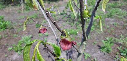 Asimina triloba solitair bloem