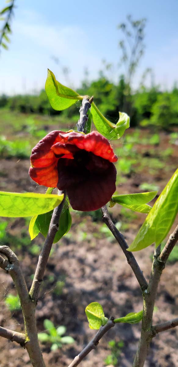 Asimina triloba solitair bloem