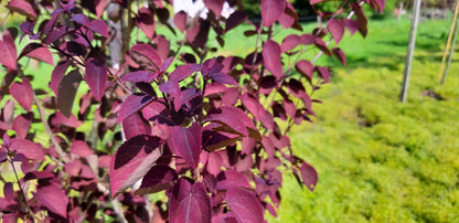 Cercidiphyllum japonicum 'Rotfuchs' op stam blad