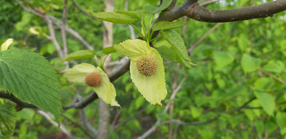 Davidia involucrata solitair bloem