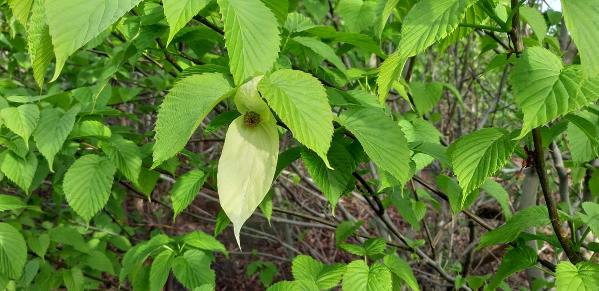 Davidia involucrata meerstammig / struik bloem