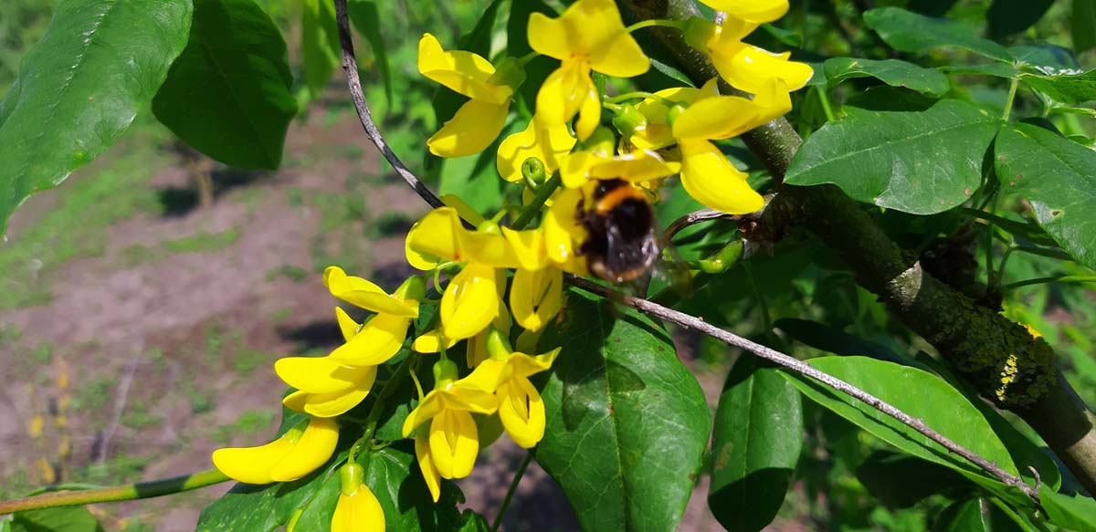 Laburnum watereri 'Vossii' op stam bloem