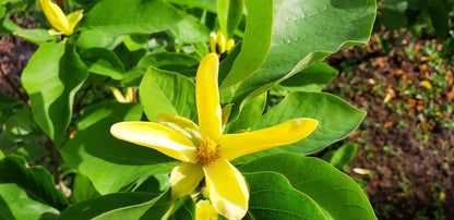 Magnolia brooklynensis 'Yellow Bird' solitair bloem