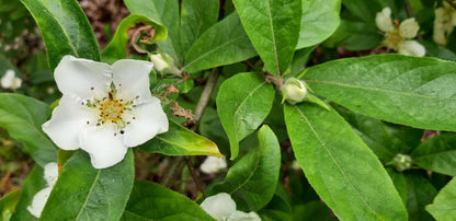 Mespilus germanica solitair bloem