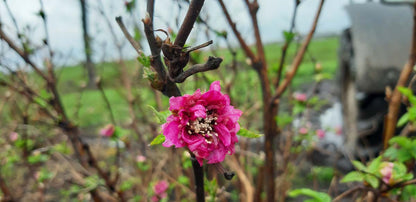 Rubus spectabilis 'Olympic Double' Tuinplanten bloem