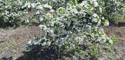 Aronia melanocarpa 'Autumn Magic' meerstammig / struik struik