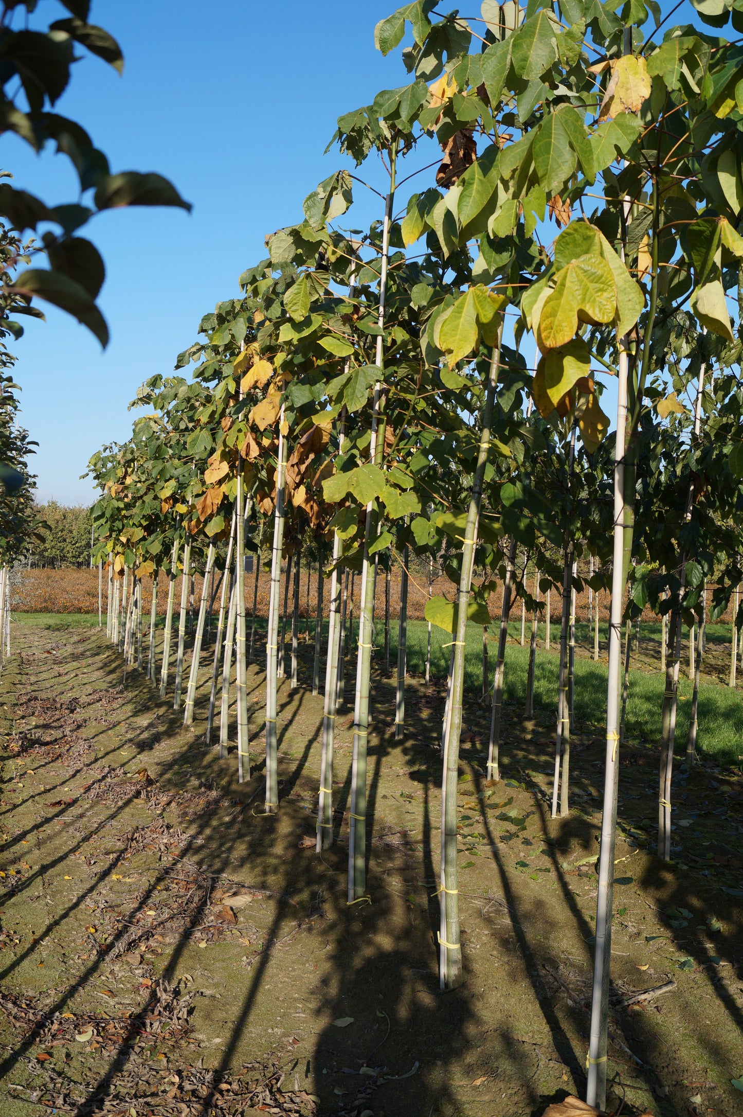 Firmiana simplex op stam op stam