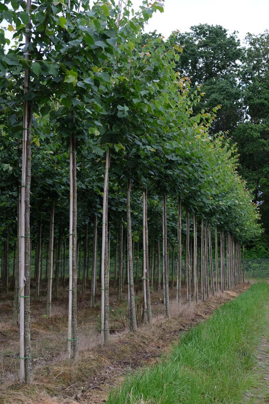 Tilia cordata 'Greenspire' leiboom Tilia cordata 'Greenspire' leiboom