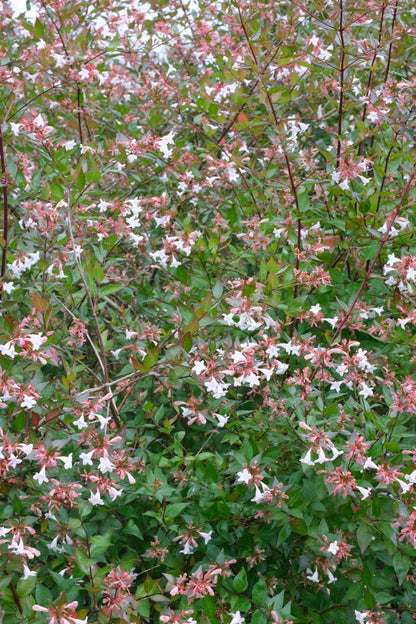 Abelia grandiflora bloesem