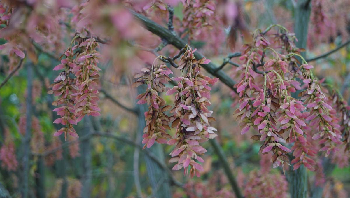 Acer capillipes meerstammig / struik zaaddoos