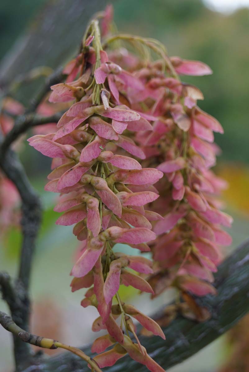 Acer capillipes meerstammig / struik zaaddoos