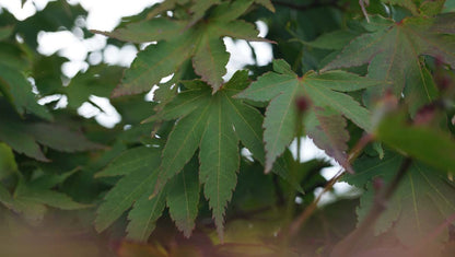 Acer palmatum op stam blad