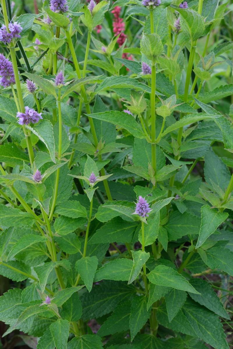 Agastache 'Blue Fortune' bloem