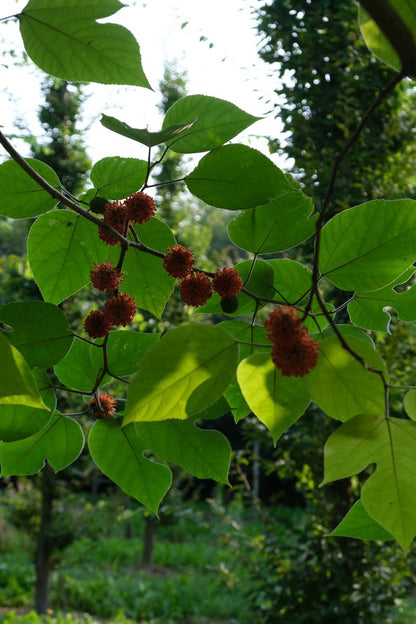 Broussonetia papyrifera op stam bloem