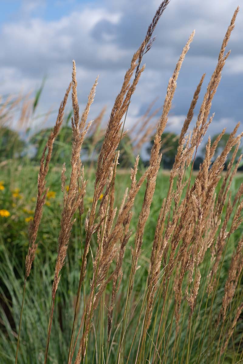 Calamagrostis acutiflora 'Karl Foerster'