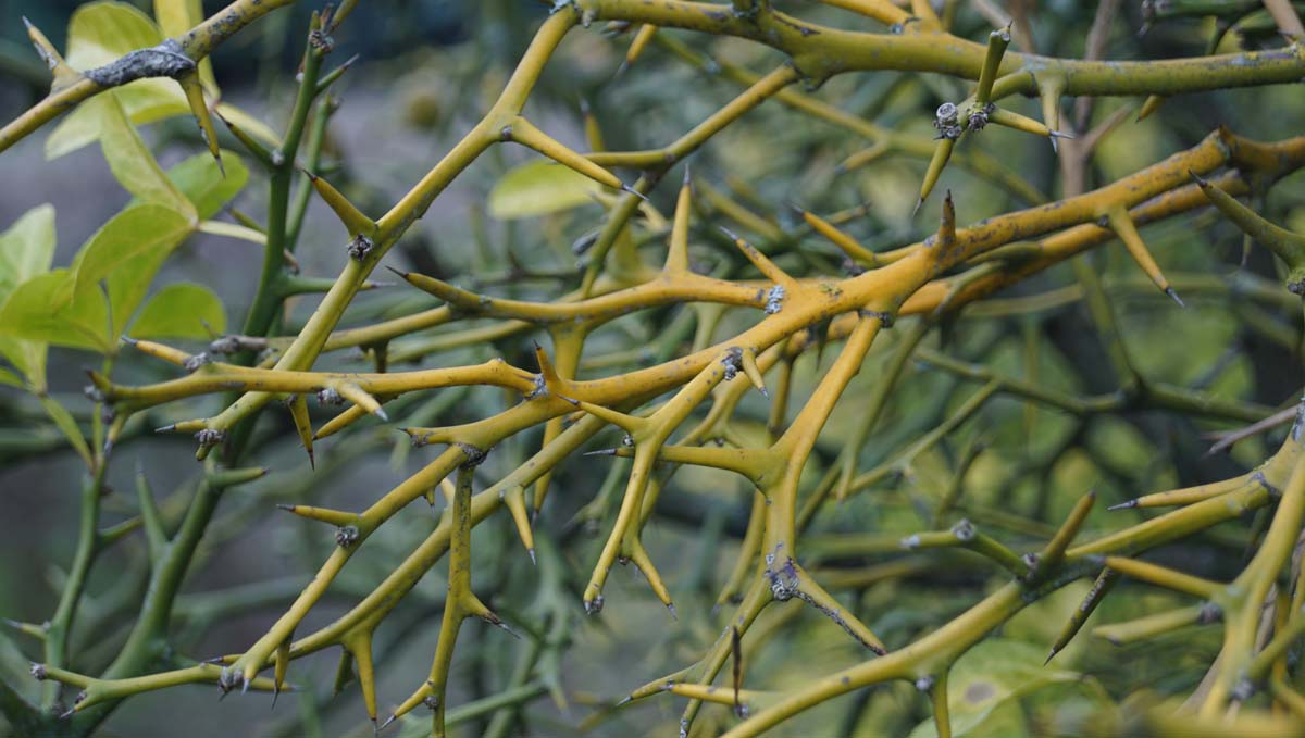 Citrus trifoliata Tuinplanten doorn