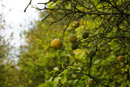 Citrus trifoliata meerstammig / struik vrucht