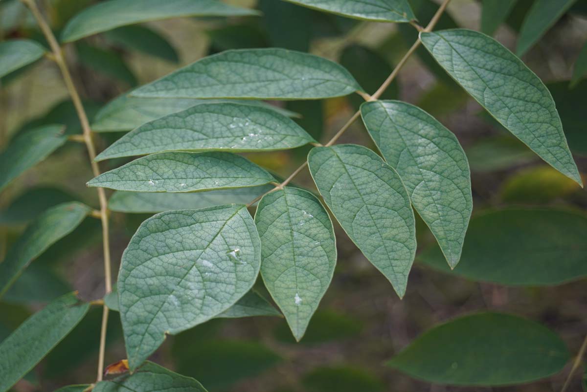 Decaisnea fargesii haagplant blad