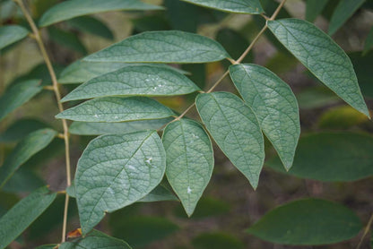 Decaisnea fargesii haagplant blad