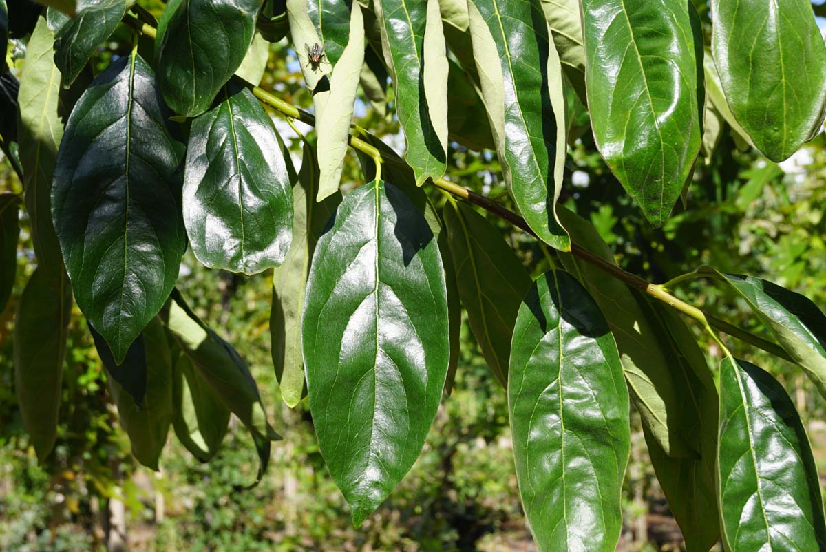 Diospyros lotus Tuinplanten blad