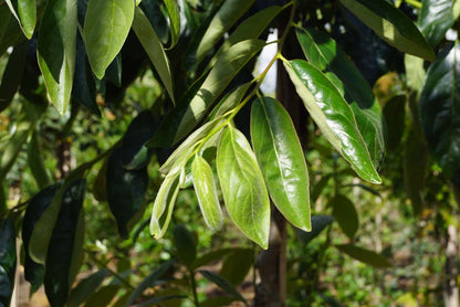 Diospyros lotus Tuinplanten blad