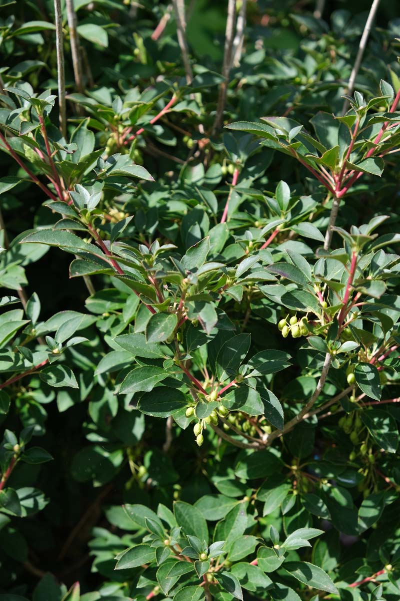 Enkianthus campanulatus meerstammig / struik blad