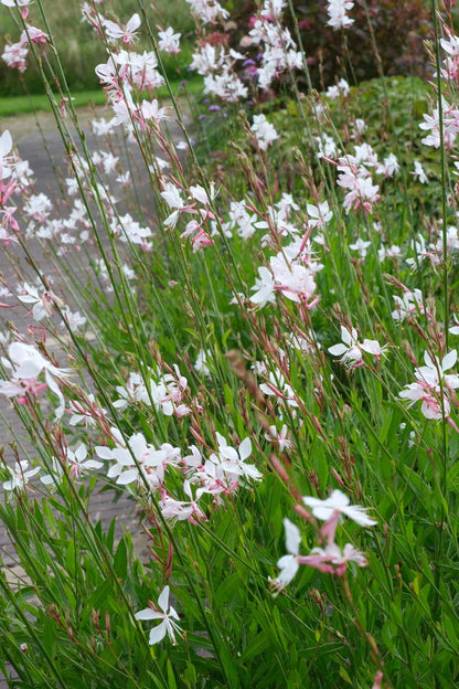 Gaura lindheimeri 'Whirling Butterflies' bloesem