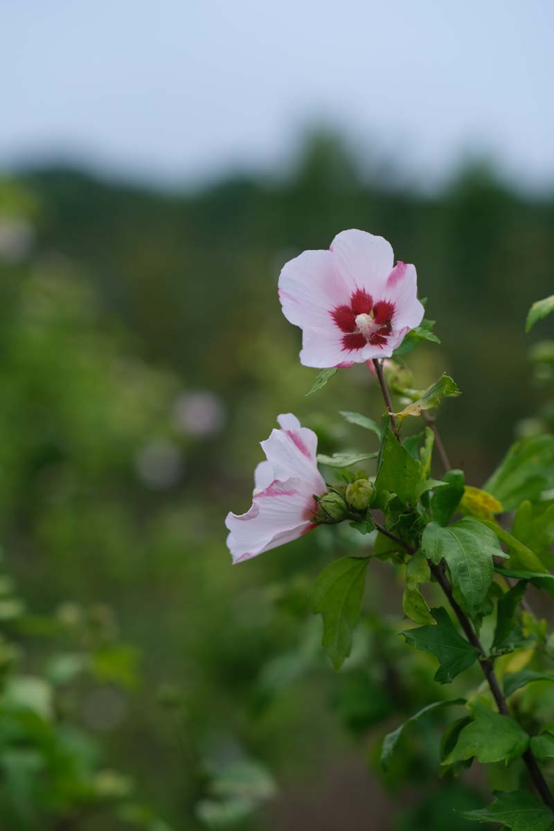 Hibiscus syriacus 'Mathilde' Tuinplanten bloem