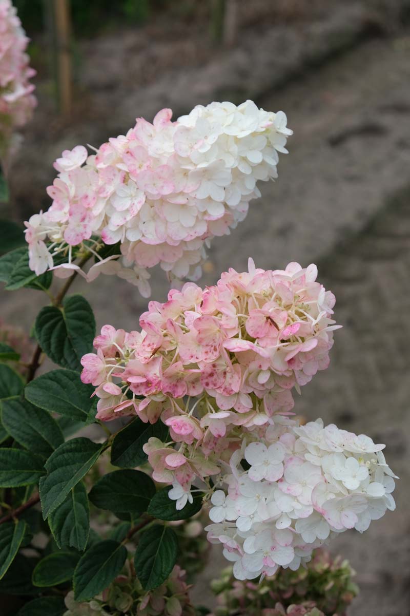 Hydrangea paniculata 'Renhy' op stam bloem