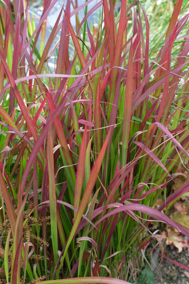 Imperata cylindrica 'Red Baron' blad