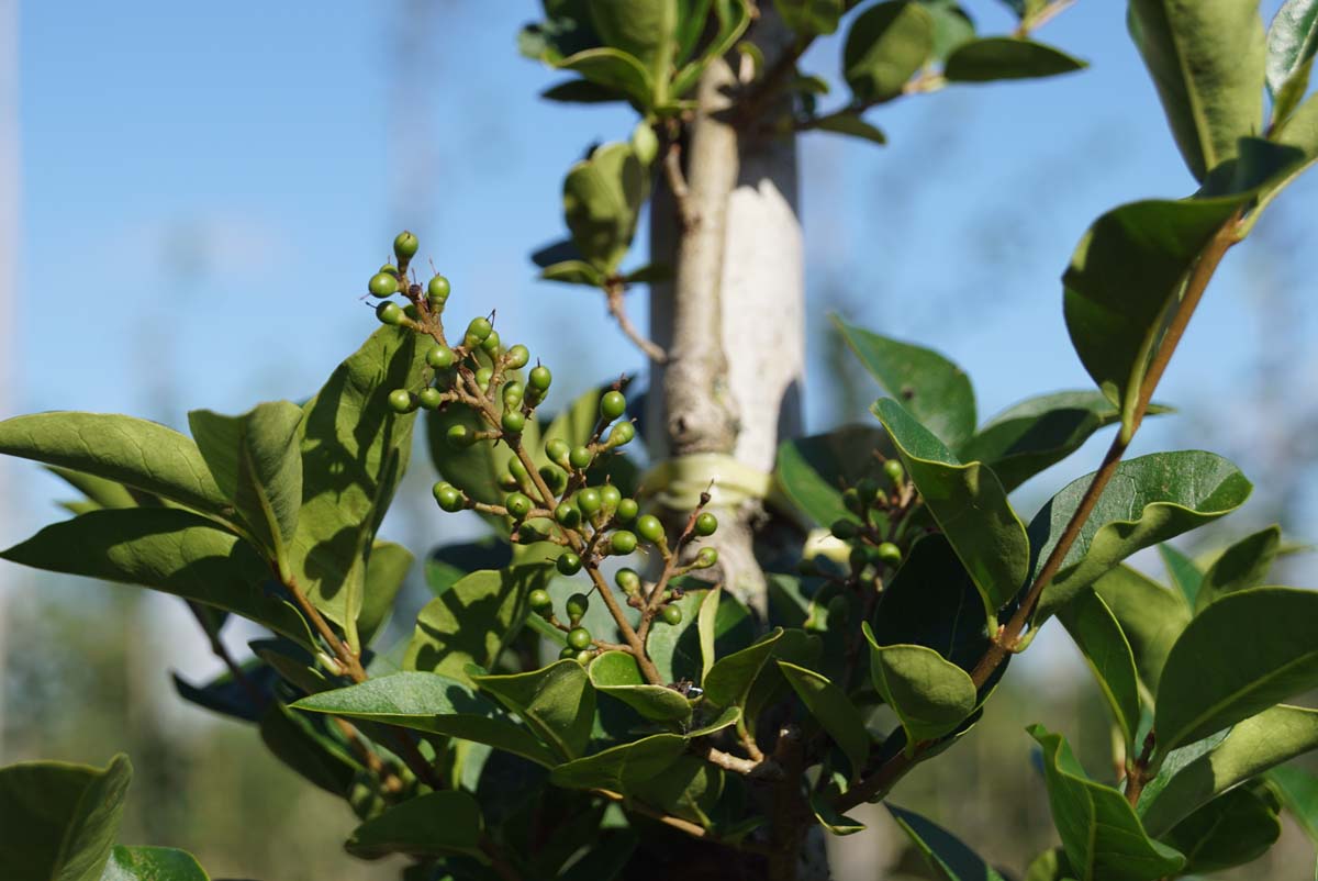 Ligustrum tschonoskii op stam blad