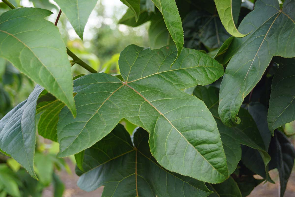 Liquidambar acalycina op stam blad