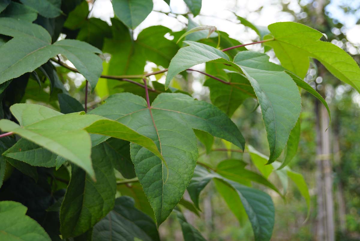 Liquidambar acalycina op stam twijg