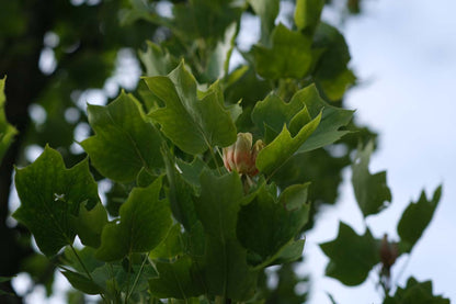 Liriodendron tulipifera solitair bloem