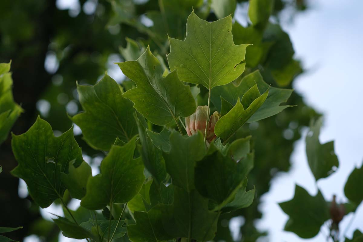 Liriodendron tulipifera dakboom bloem