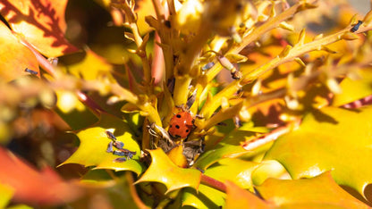 Mahonia japonica meerstammig / struik biodiversiteit